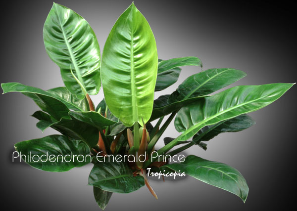Philodendron - Philodendron Emerald Prince -  - 